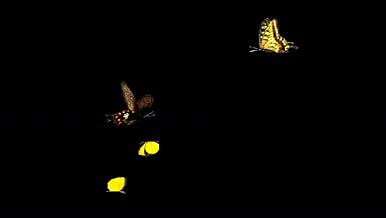 黄色棕色各类蝴蝶飞舞带通道透明素材ae视频的预览图